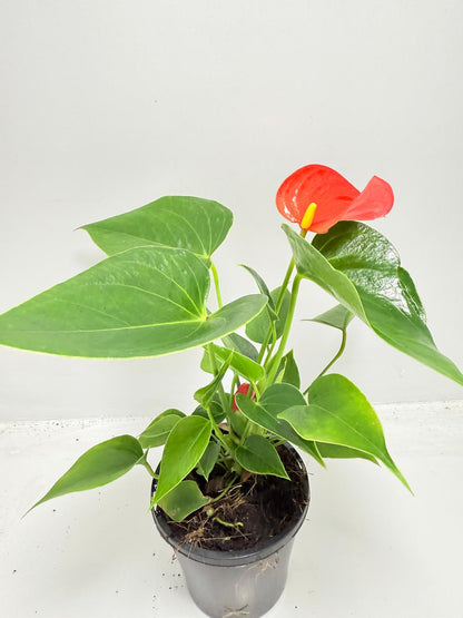 Anthurium ‘Michigan’ – Compact 100mm Potted Houseplant