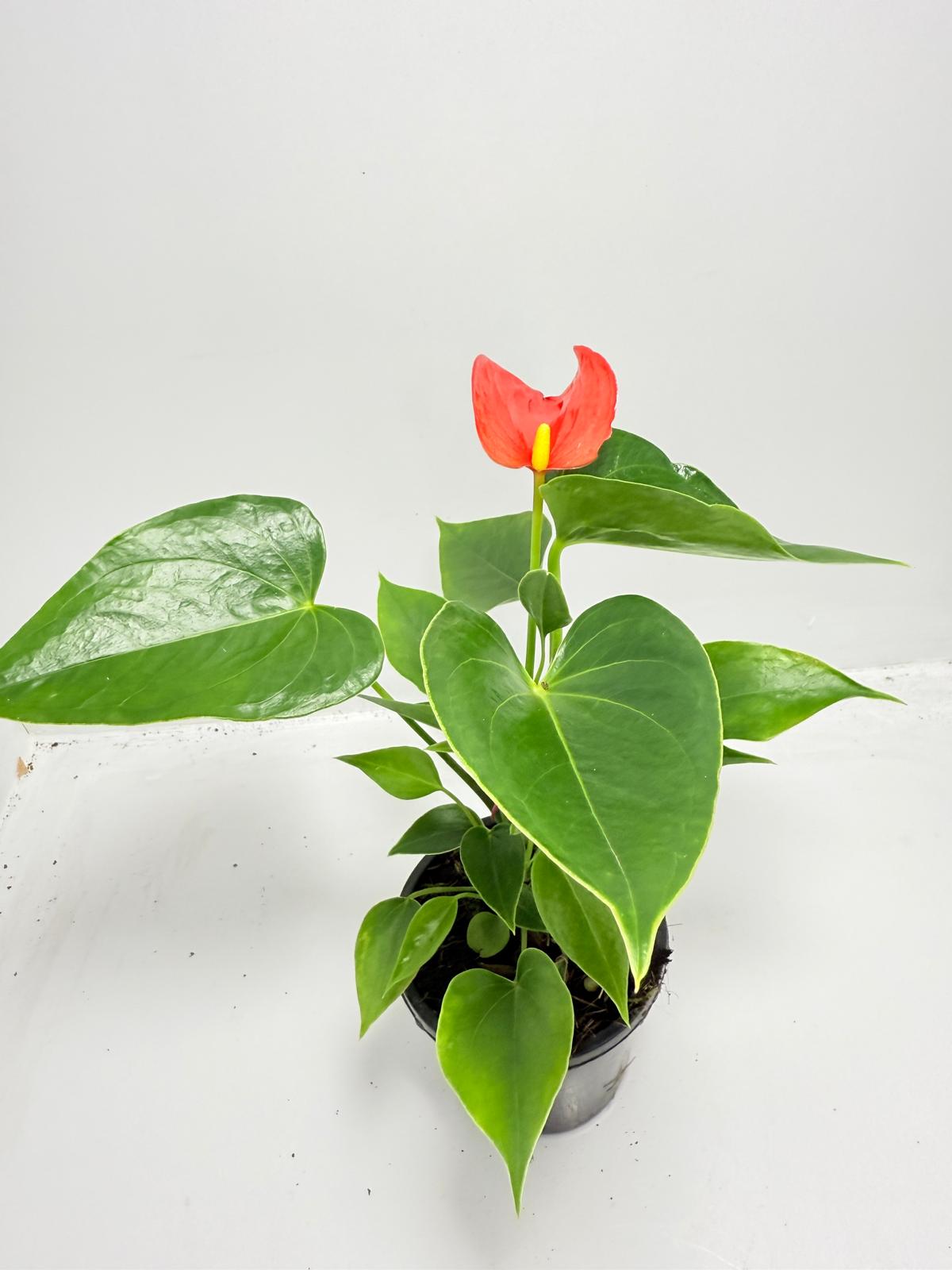 Anthurium ‘Michigan’ – Compact 100mm Potted Houseplant