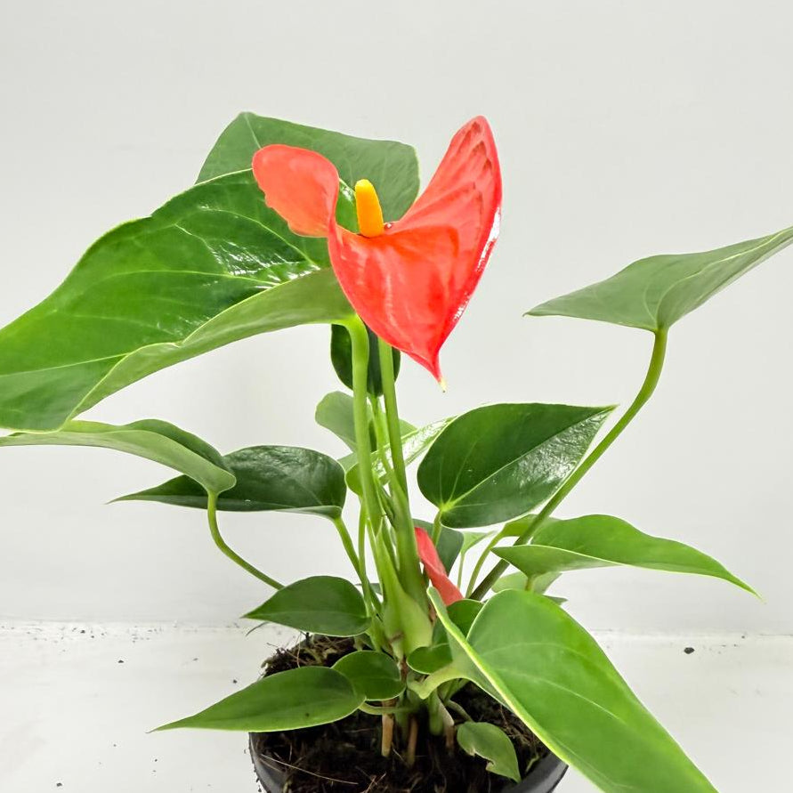 Anthurium ‘Michigan’ – Compact 100mm Potted Houseplant