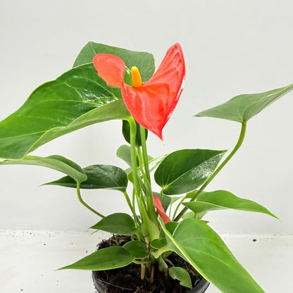 Anthurium ‘Michigan’ – Compact 100mm Potted Houseplant