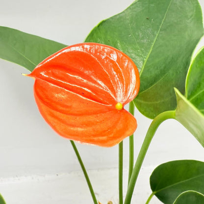 Anthurium Florida 100mm with pot