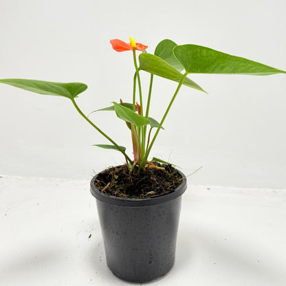 Anthurium ‘Sierra Orange’ 100mm with pot
