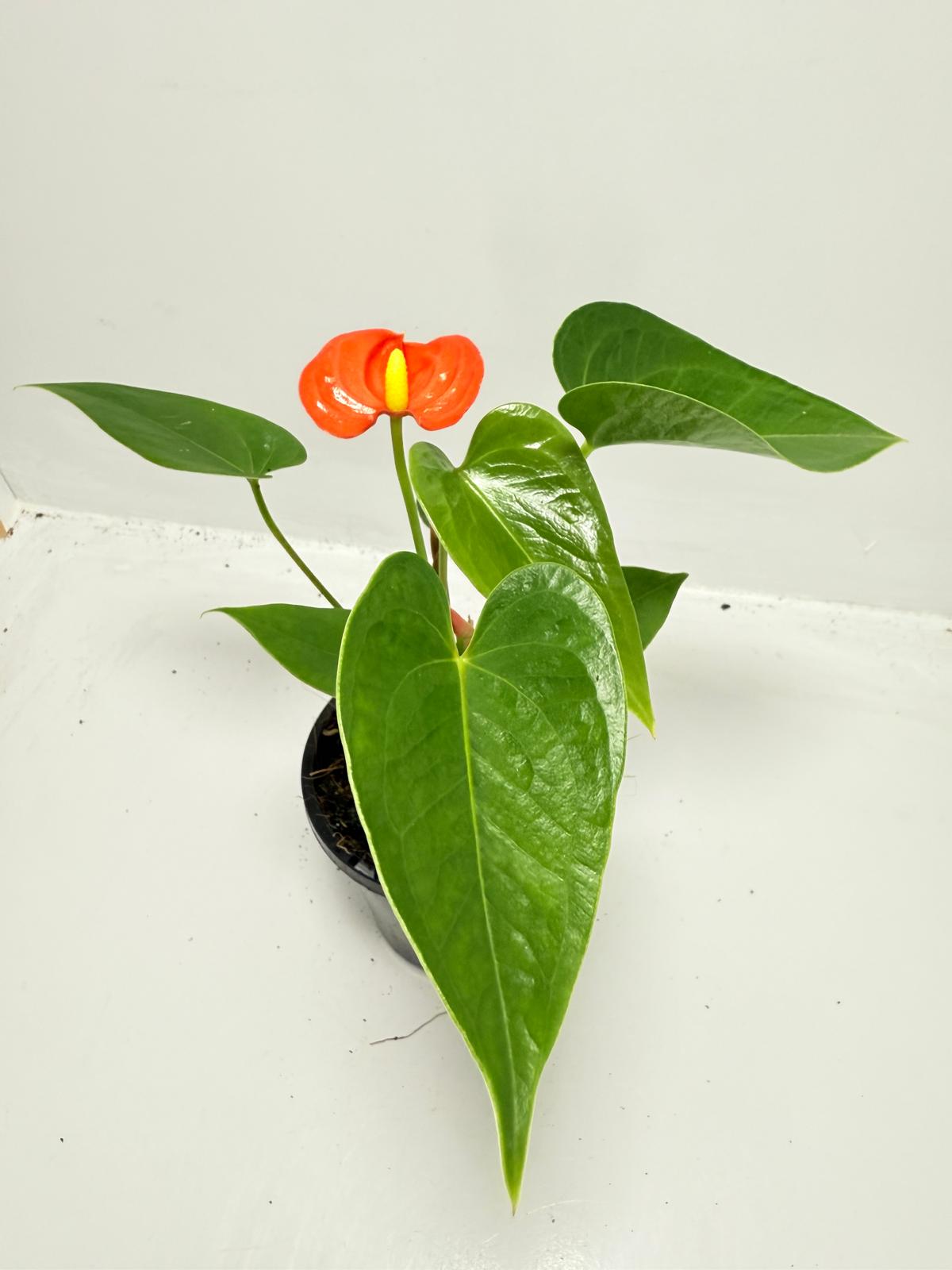 Anthurium ‘Sierra Orange’ 100mm with pot