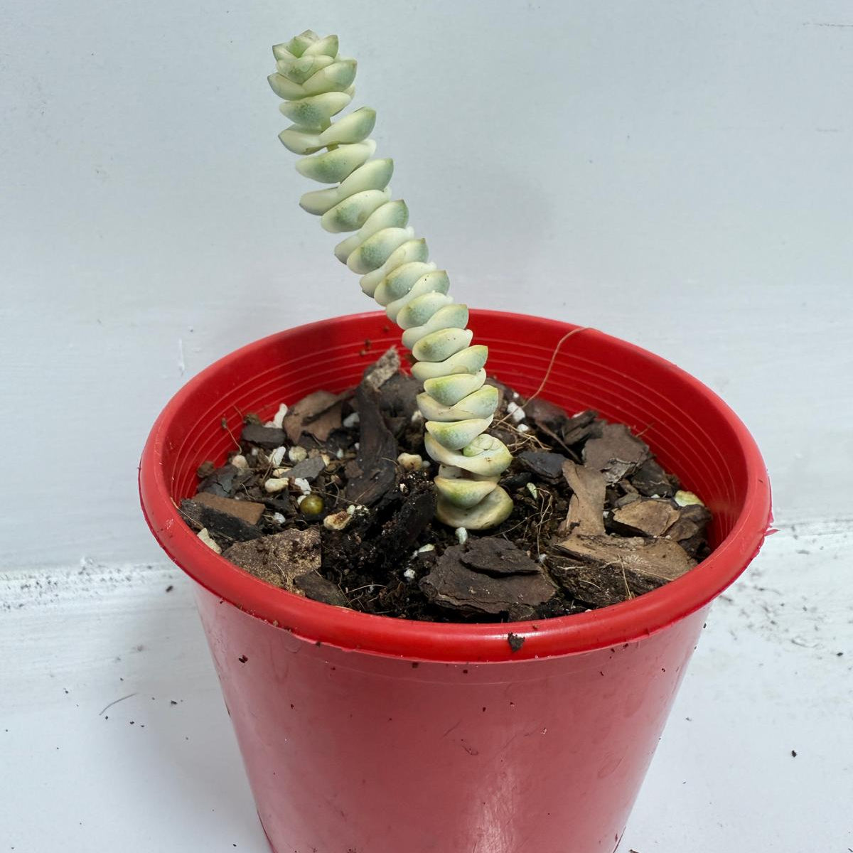 🌿 Crassula ‘Fantasy’ – Rare Hybrid Variegated Succulent 80mm pot size