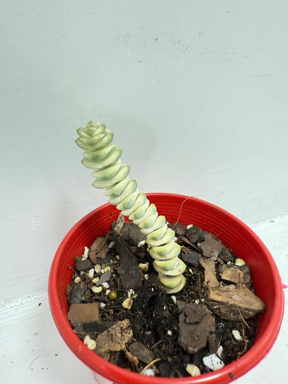 🌿 Crassula ‘Fantasy’ – Rare Hybrid Variegated Succulent 80mm pot size