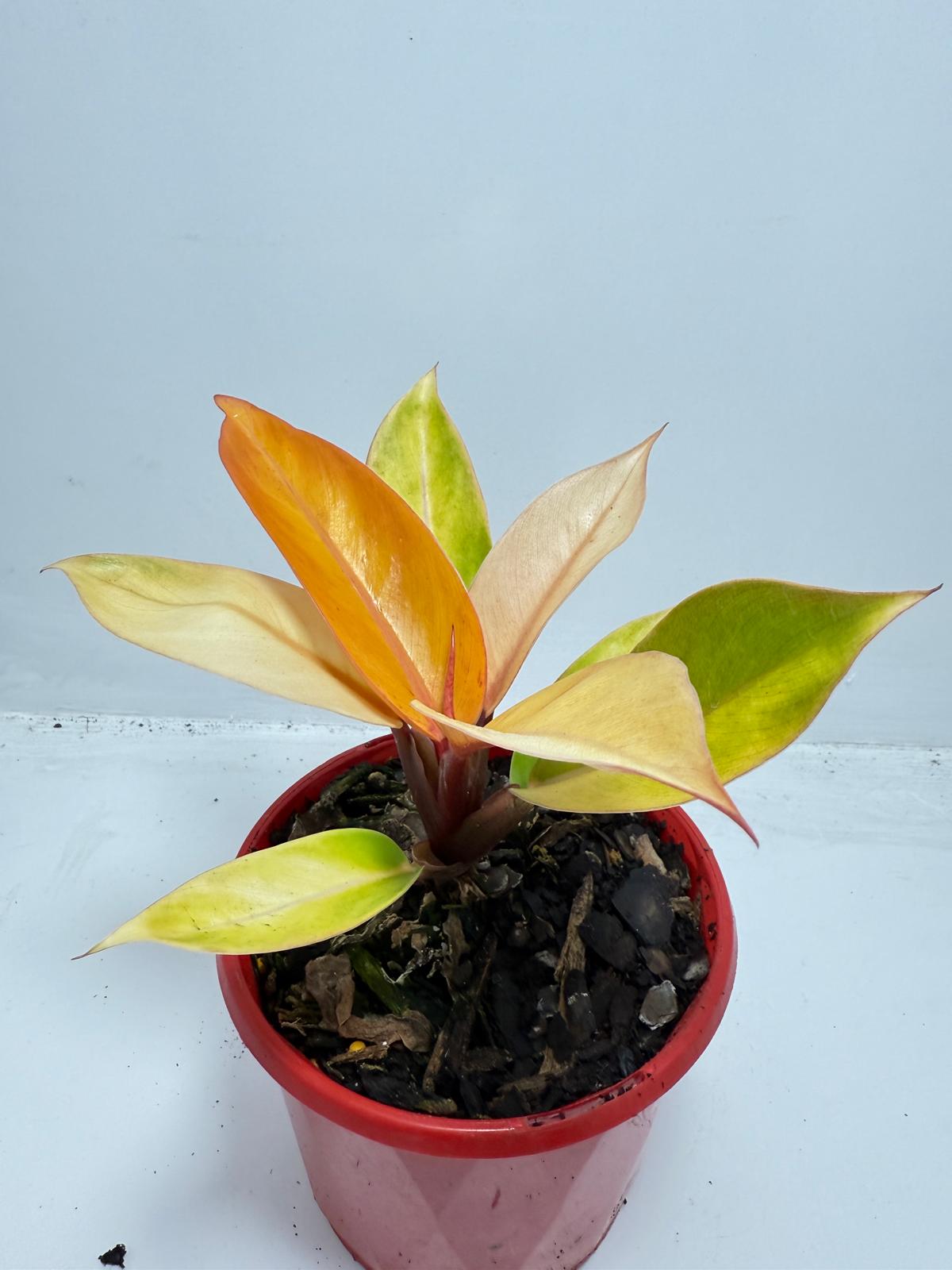 Philodendron Prince of Orange 130mm