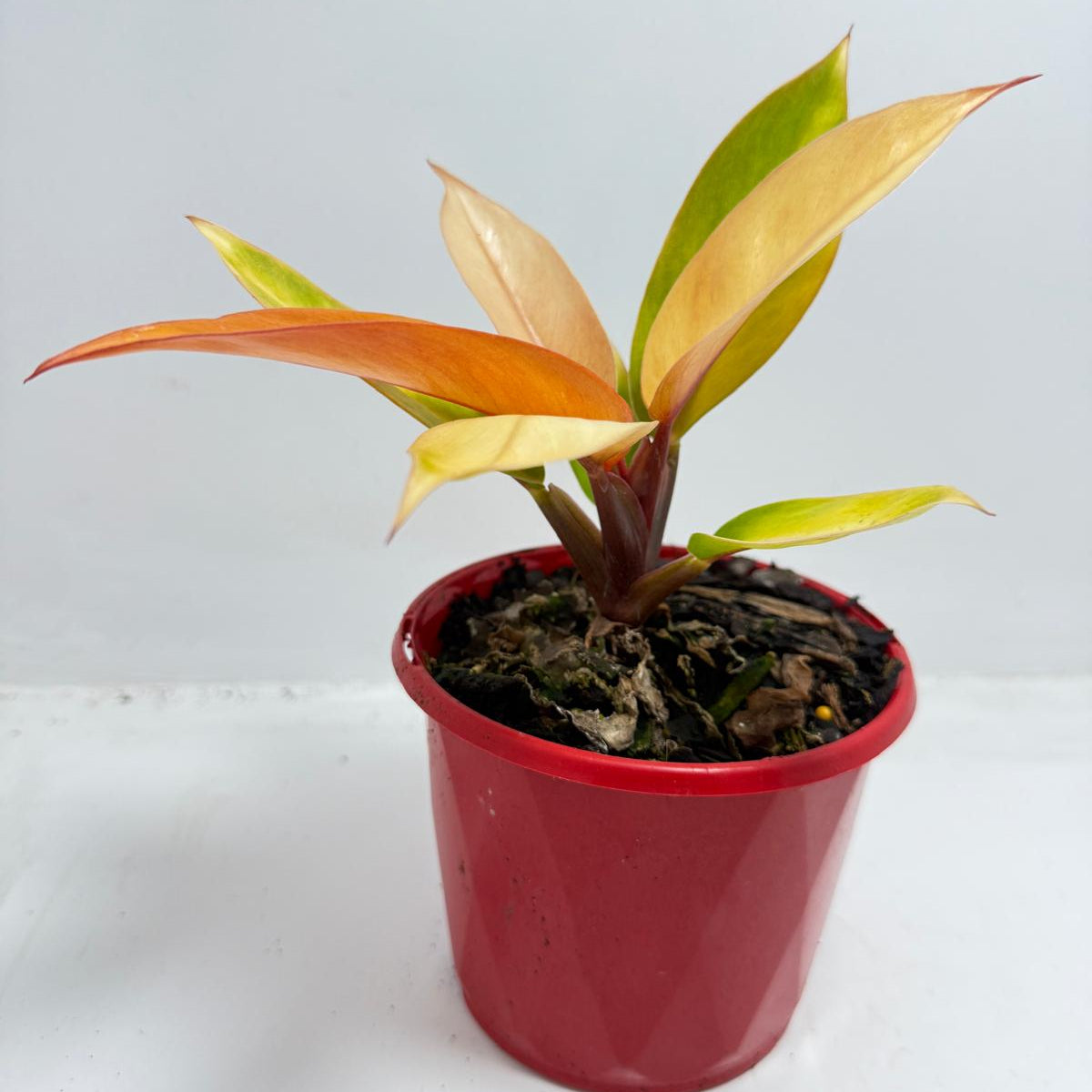 Philodendron Prince of Orange 130mm