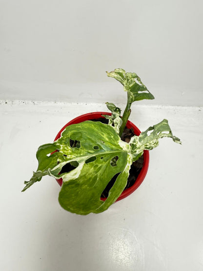 Minty Monstera – 130mm Pot