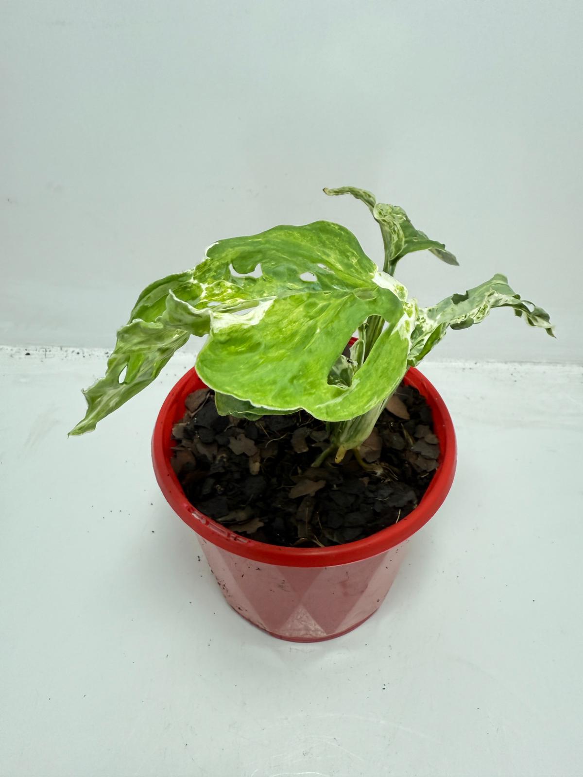 Minty Monstera – 130mm Pot
