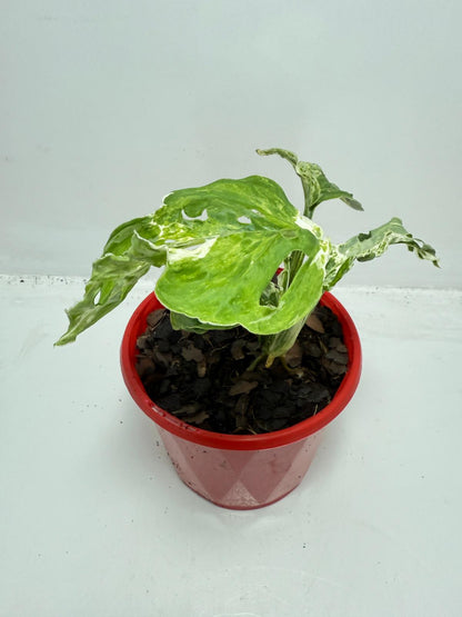 Minty Monstera – 130mm Pot