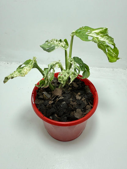 Minty Monstera – 130mm Pot