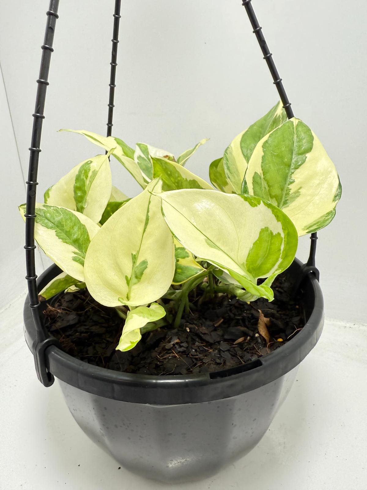 Epipremnum Snow Queen 190mm