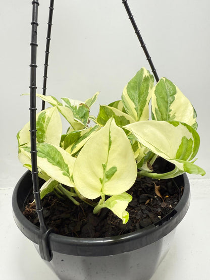 Epipremnum Snow Queen 190mm
