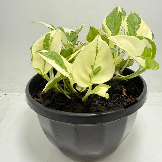 Epipremnum Snow Queen 190mm