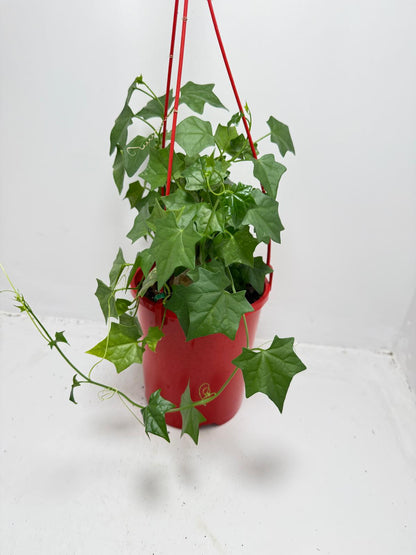 Gerradanthus Macrorizus