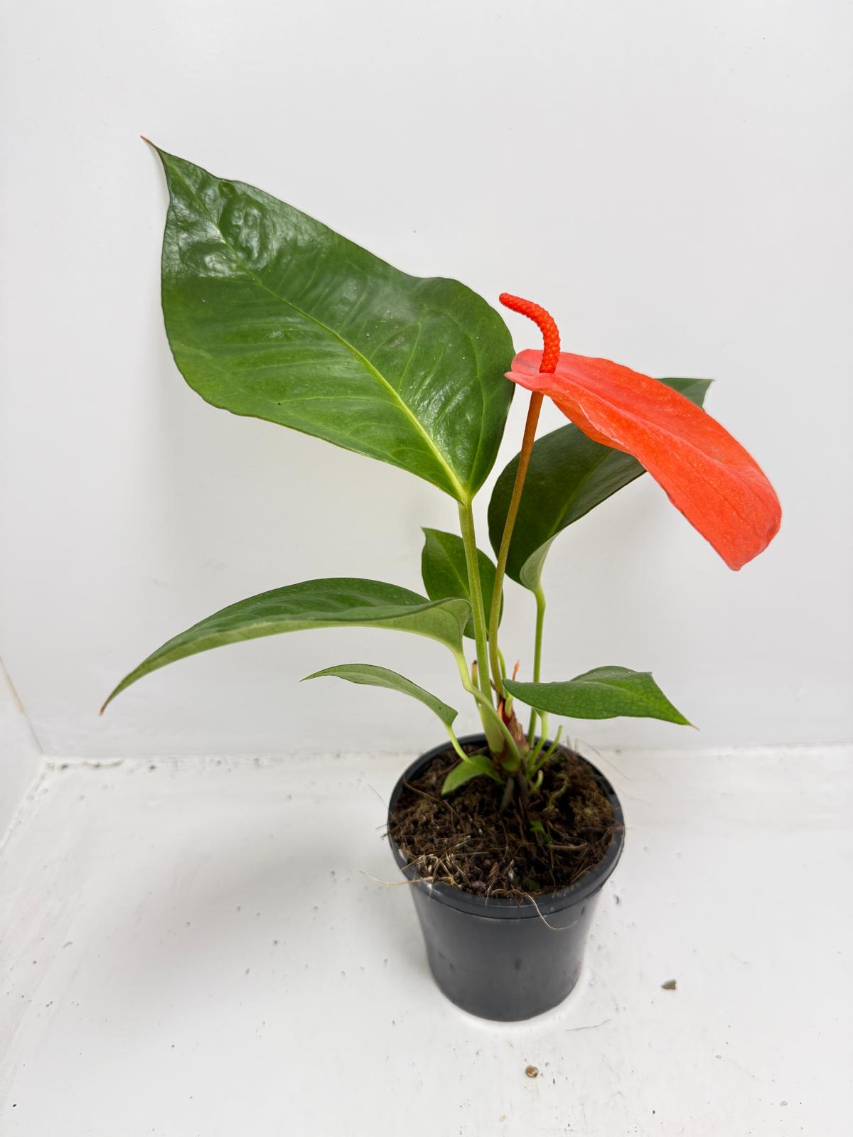Anthurium ‘Suzan Scherzerianum Pigtail – Christine Red 100mm