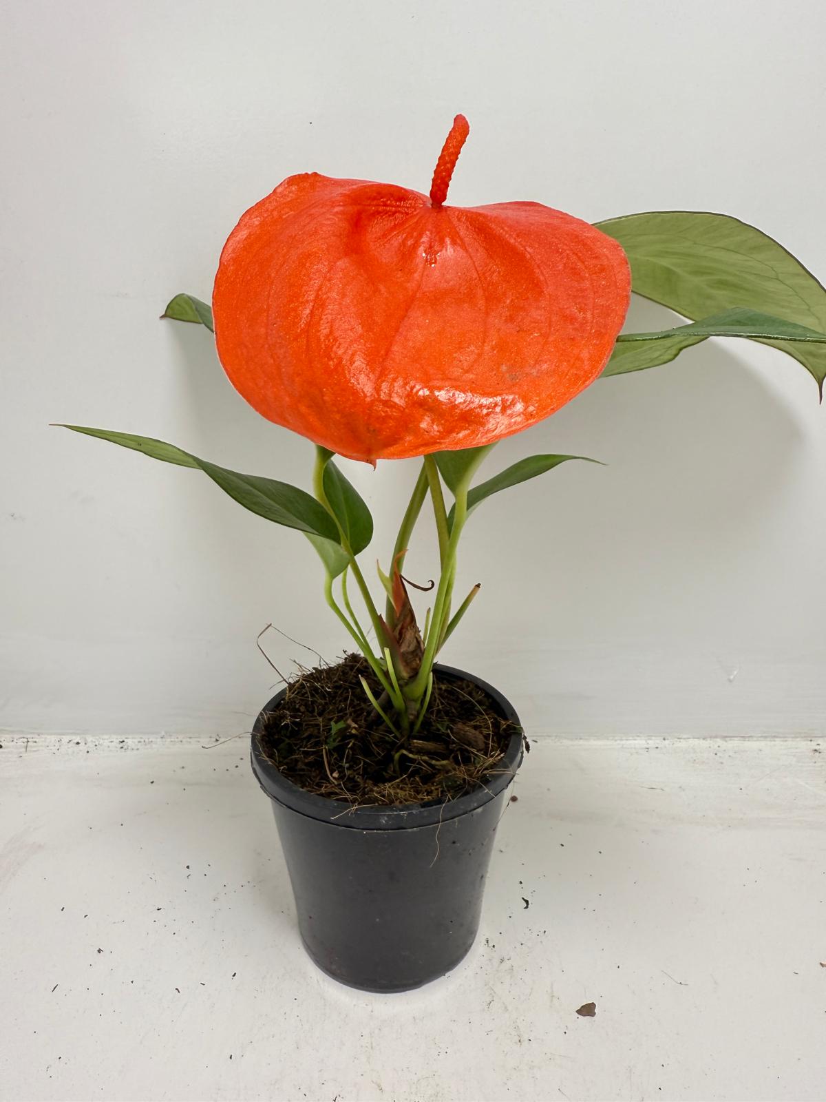 Anthurium ‘Suzan Scherzerianum Pigtail – Christine Red 100mm