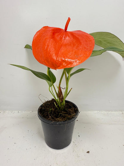 Anthurium ‘Suzan Scherzerianum Pigtail – Christine Red 100mm