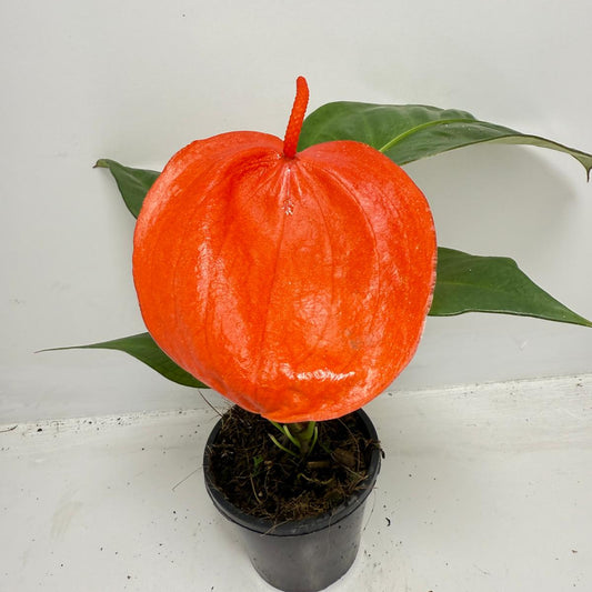 Anthurium ‘Suzan Scherzerianum Pigtail – Christine Red 100mm