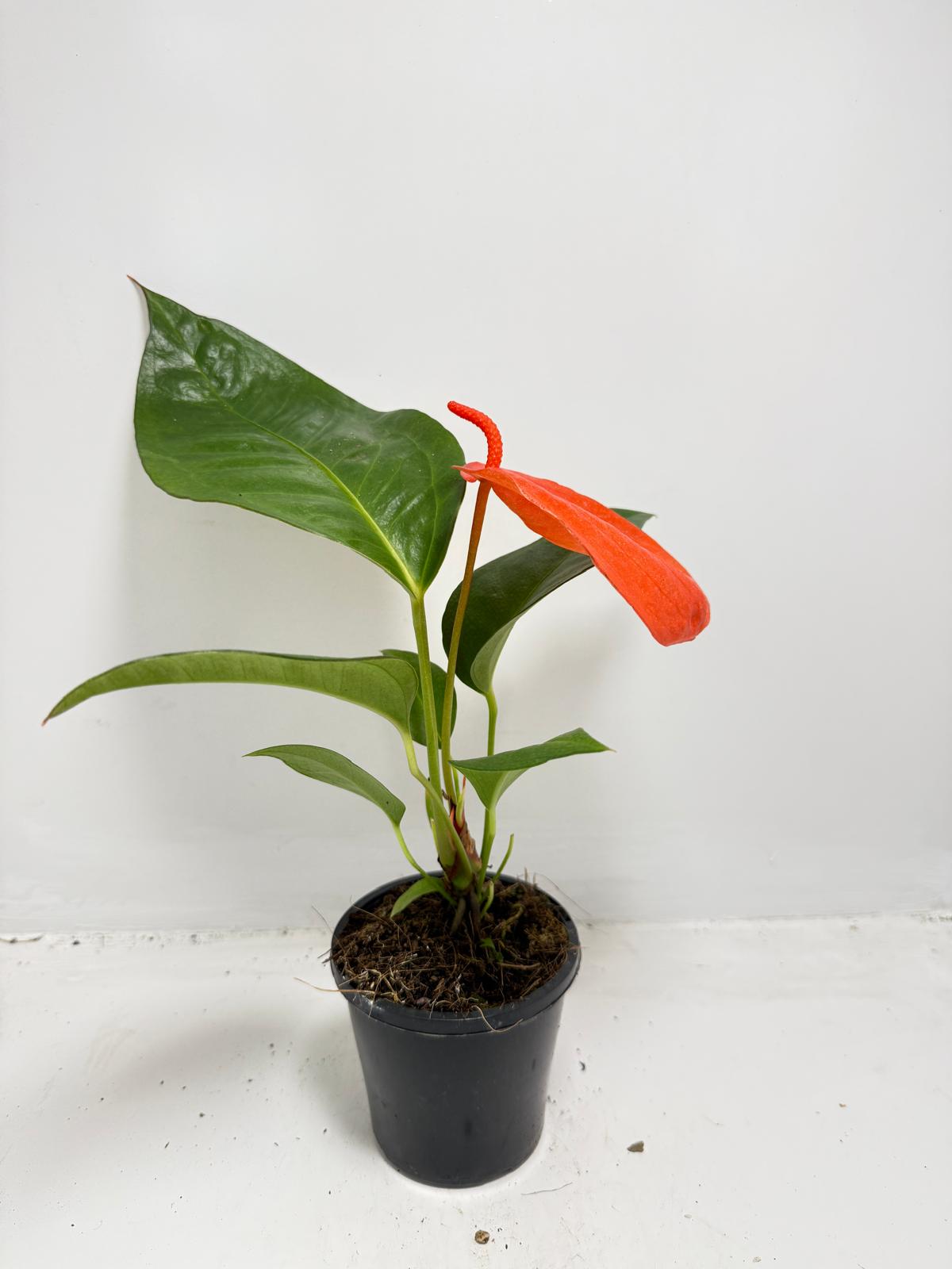 Anthurium ‘Suzan Scherzerianum Pigtail – Christine Red 100mm