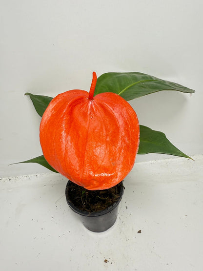 Anthurium ‘Suzan Scherzerianum Pigtail – Christine Red 100mm