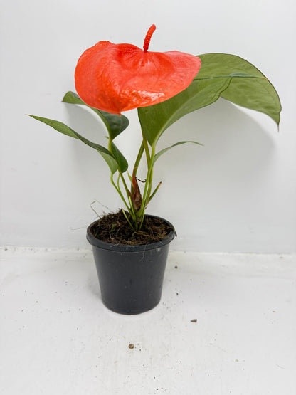 Anthurium ‘Suzan Scherzerianum Pigtail – Christine Red 100mm