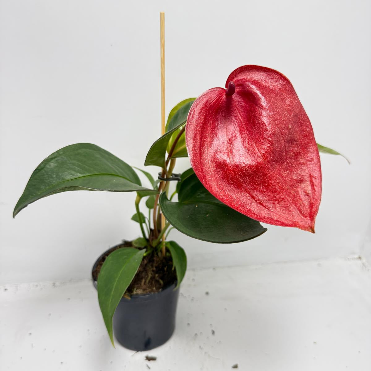 Anthurium Suzan Scherzerianum Pigtail- Choco