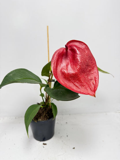 Anthurium Suzan Scherzerianum Pigtail- Choco