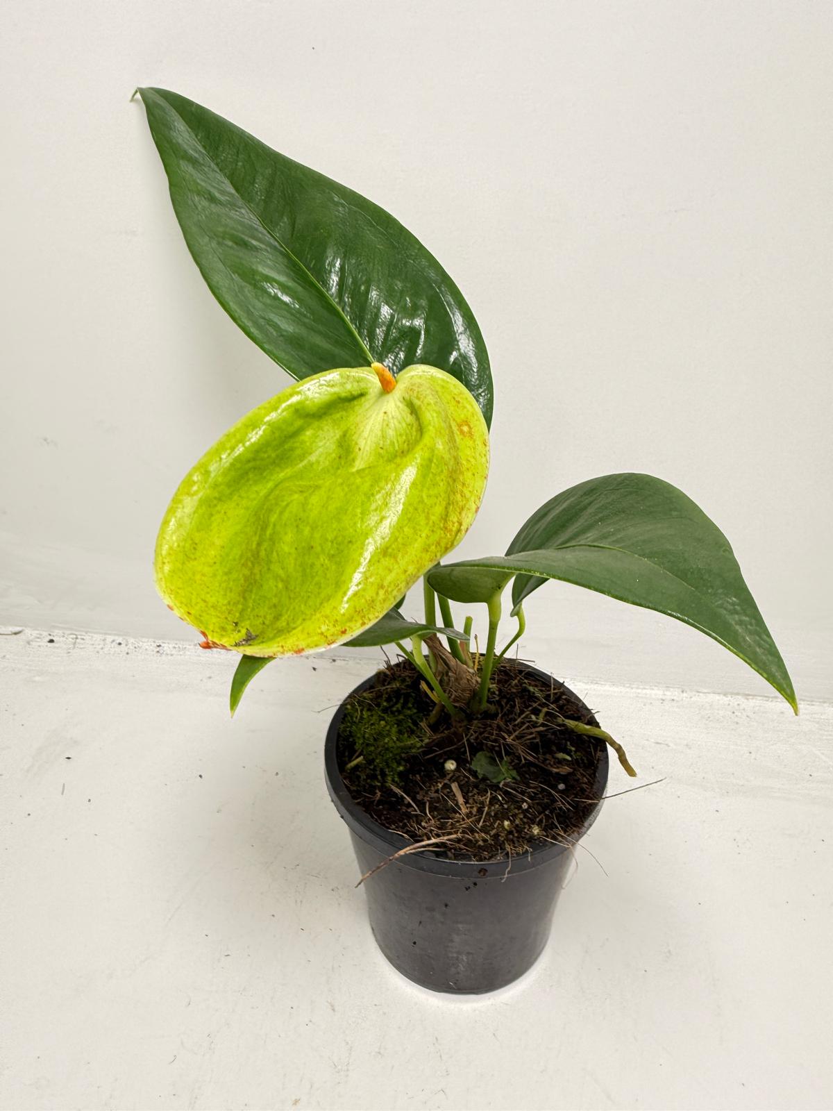 Anthurium Suzan Scherzerianum Pigtail- Britt 100mm -with pot
