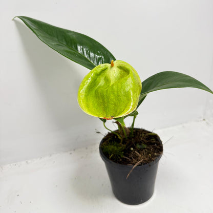 Anthurium Suzan Scherzerianum Pigtail- Britt 100mm -with pot