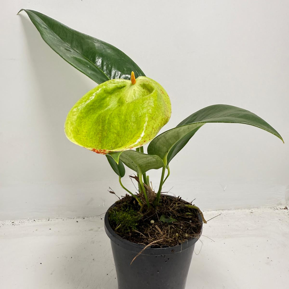 Anthurium Suzan Scherzerianum Pigtail- Britt 100mm -with pot