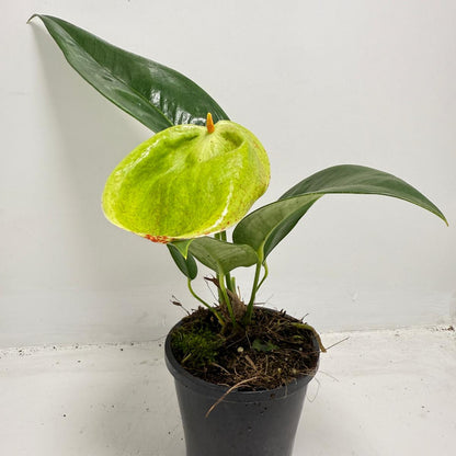 Anthurium Suzan Scherzerianum Pigtail- Britt 100mm -with pot