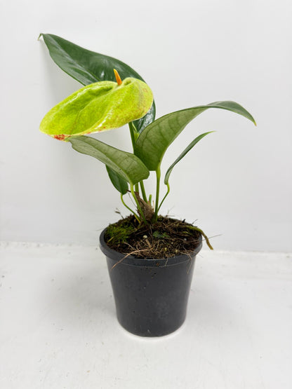 Anthurium Suzan Scherzerianum Pigtail- Britt 100mm -with pot