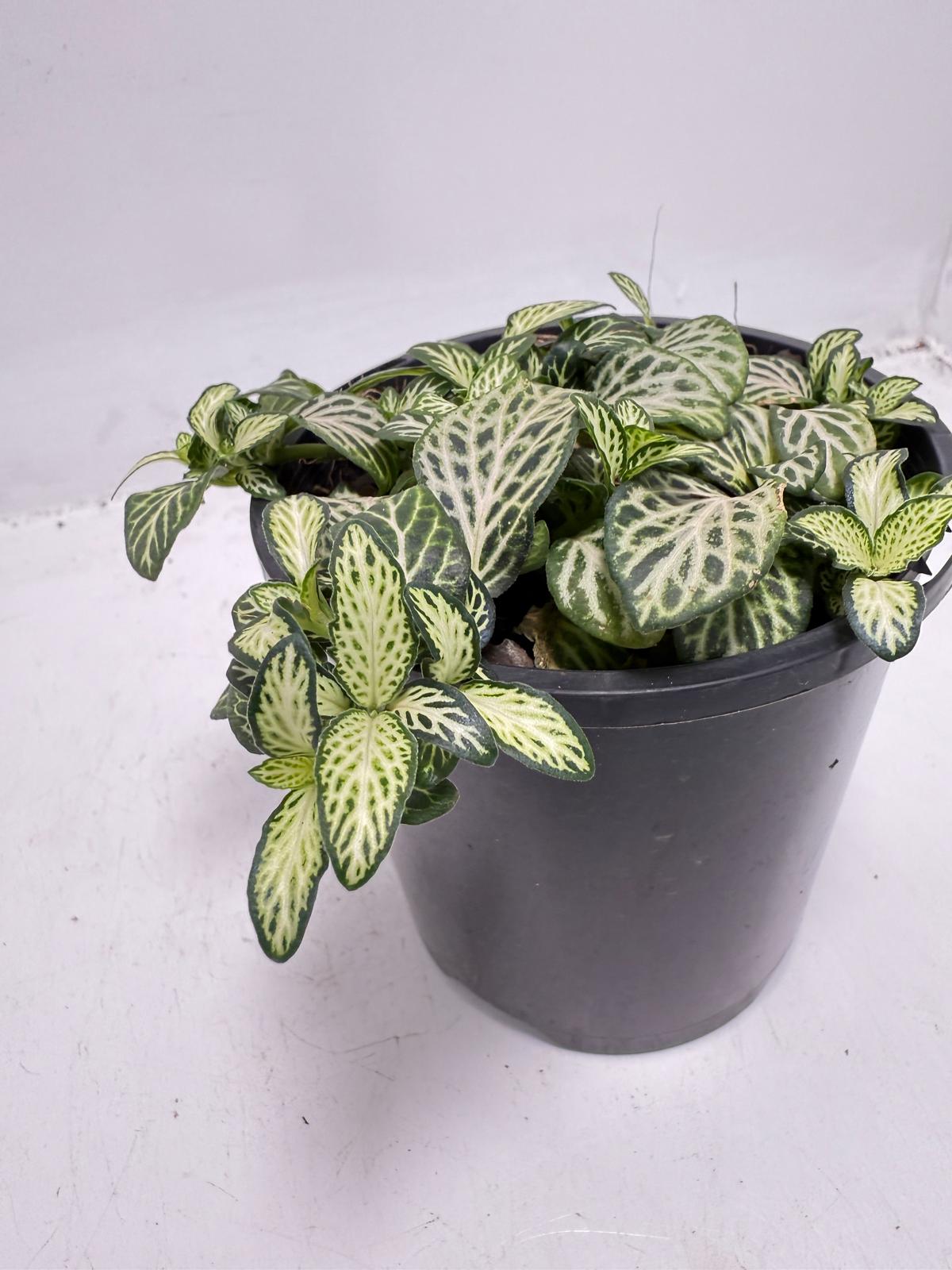 Fittonia ‘White Anne’ – Elegant White-Veined Nerve Plant |100mm