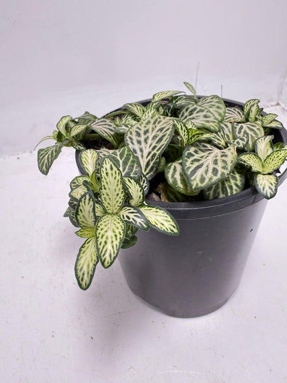 Fittonia ‘White Anne’ – Elegant White-Veined Nerve Plant |100mm