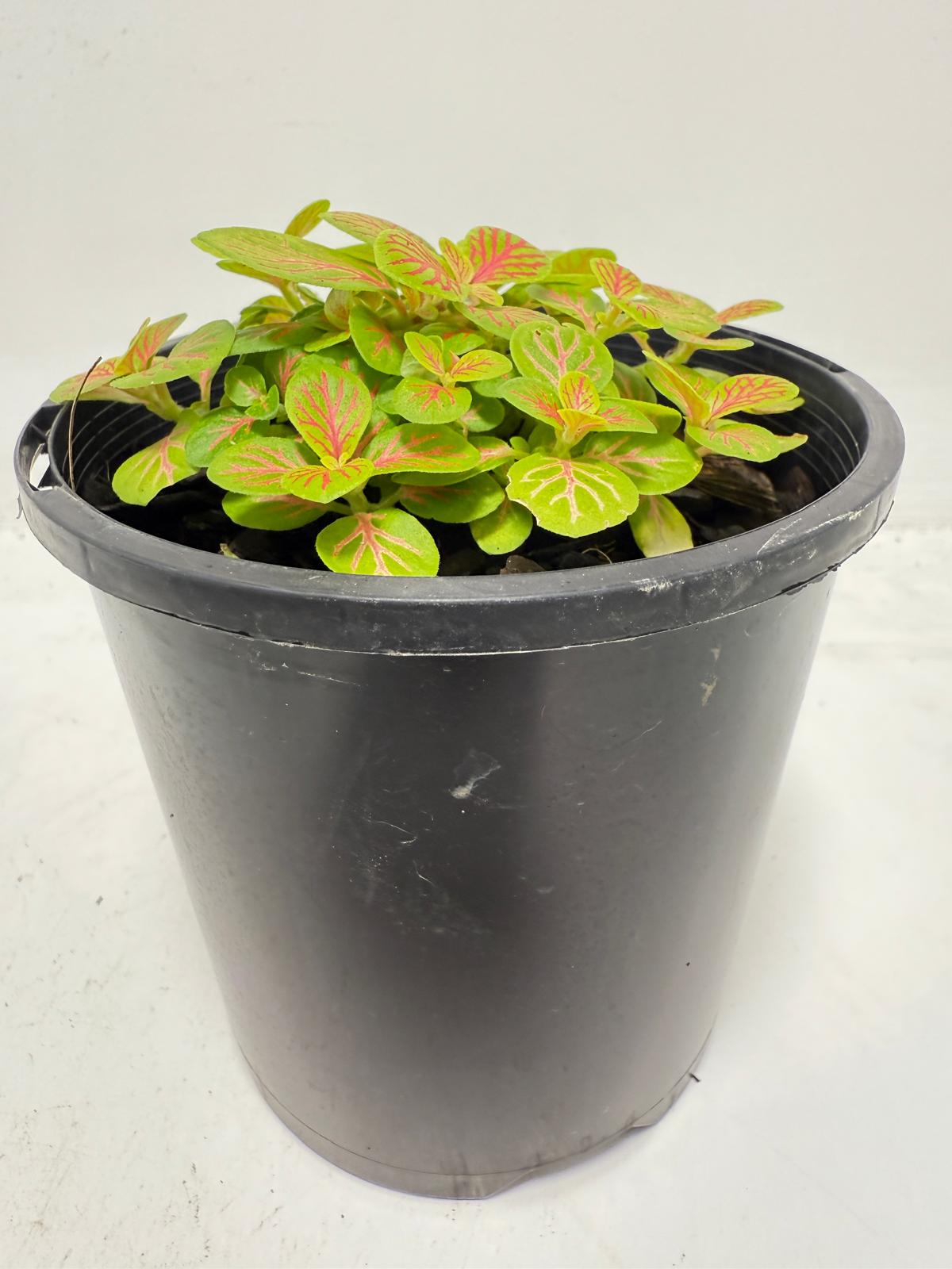 Fittonia Skeleton  |100mm