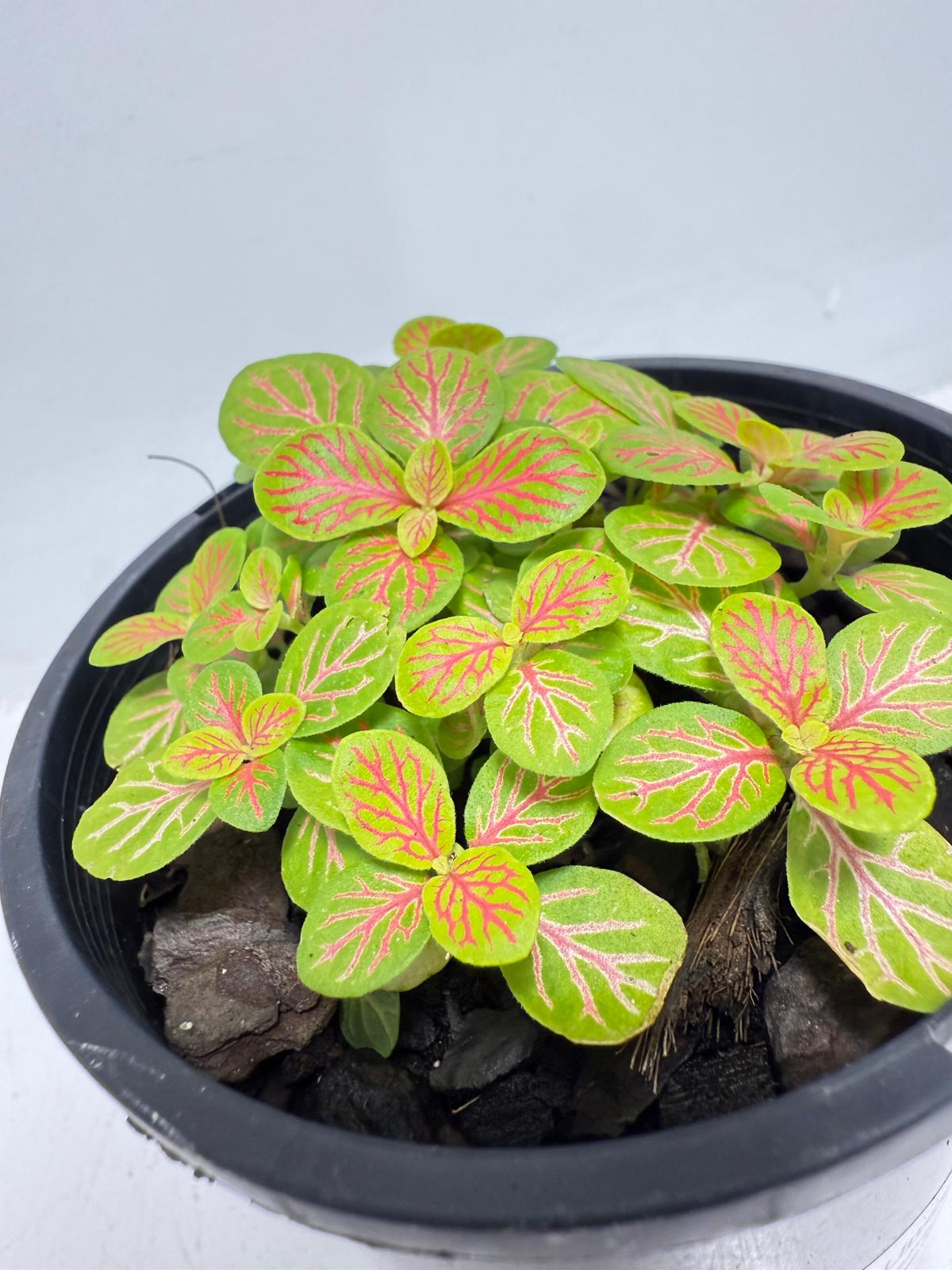 Fittonia Skeleton  |100mm