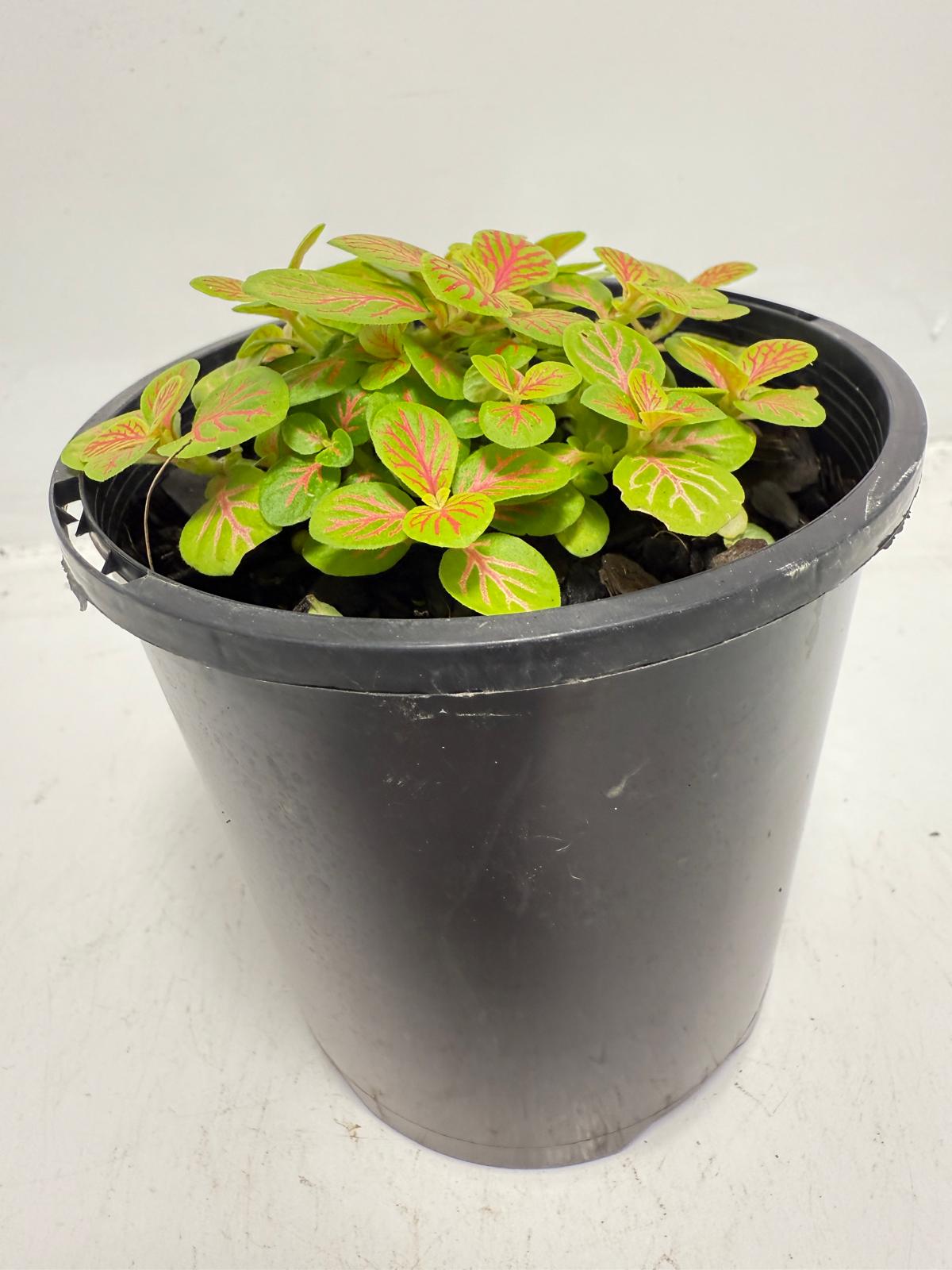 Fittonia Skeleton  |100mm