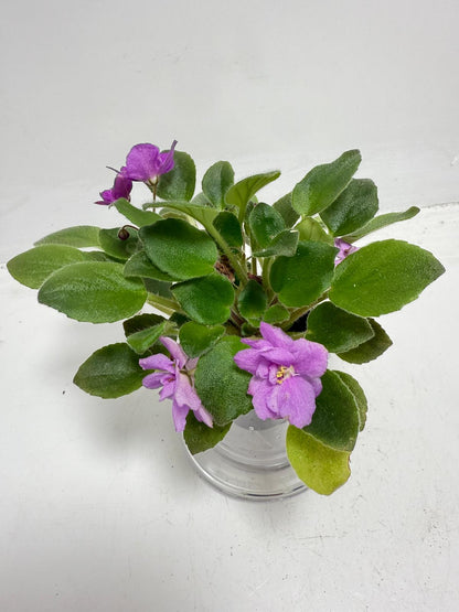 Miniature African Violet - child's Play Pink 50mm