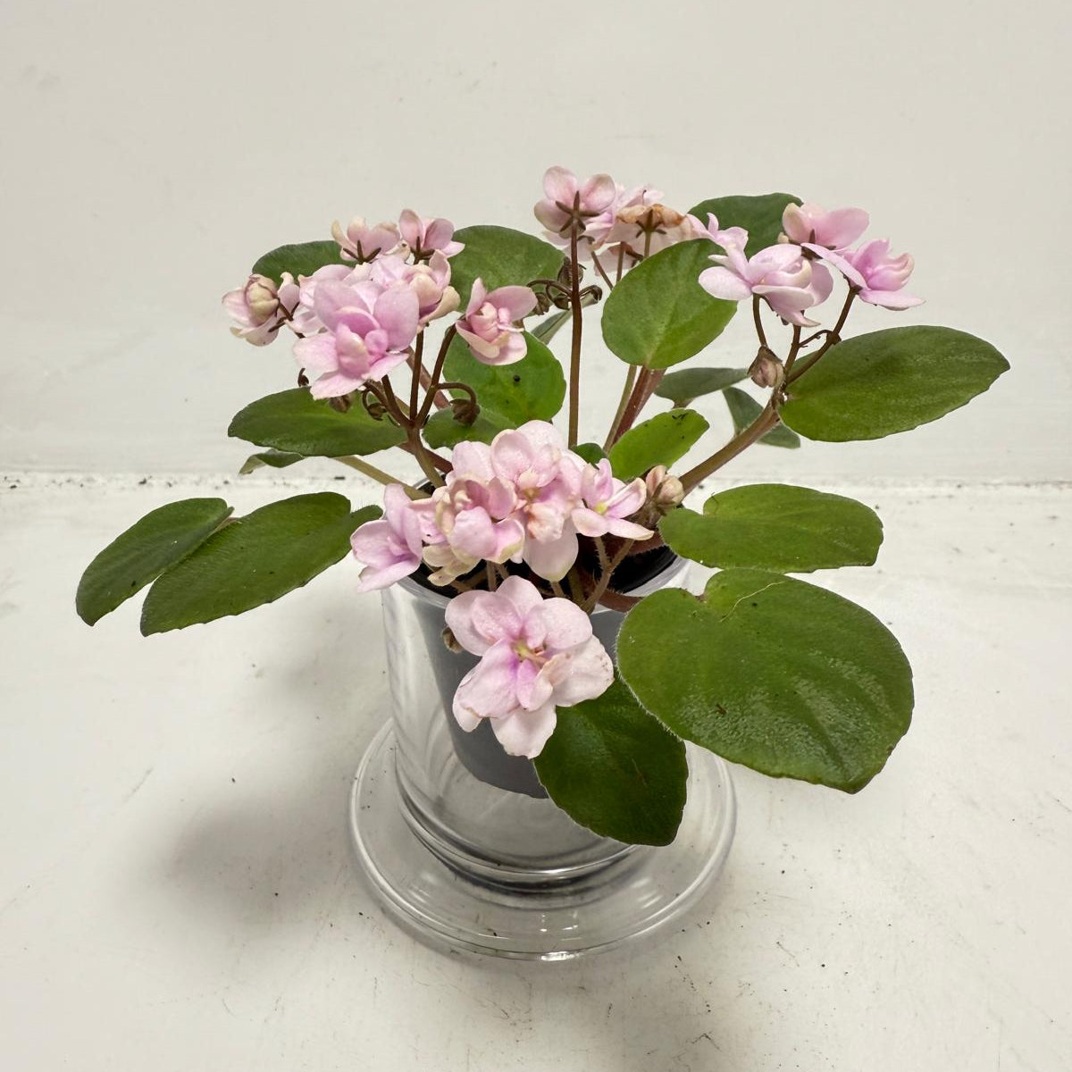 Miniature African Violet - Rose Quartz
