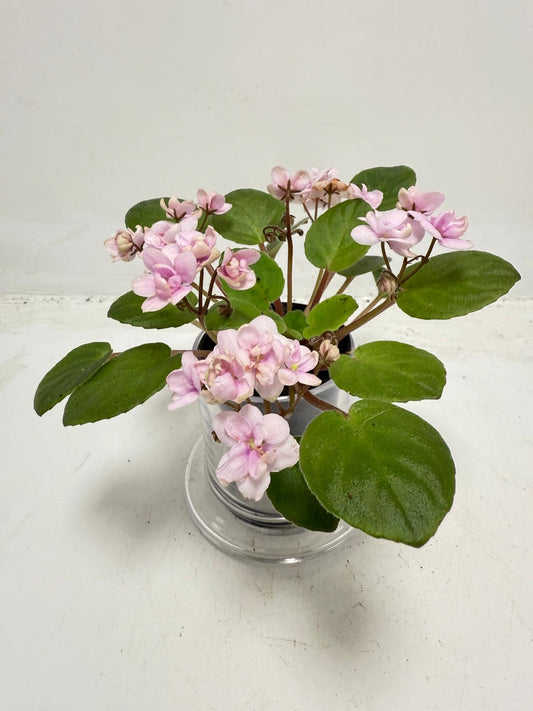 Miniature African Violet - Rose Quartz