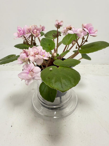 Miniature African Violet - Rose Quartz