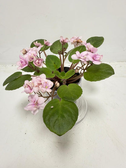 Miniature African Violet - Rose Quartz
