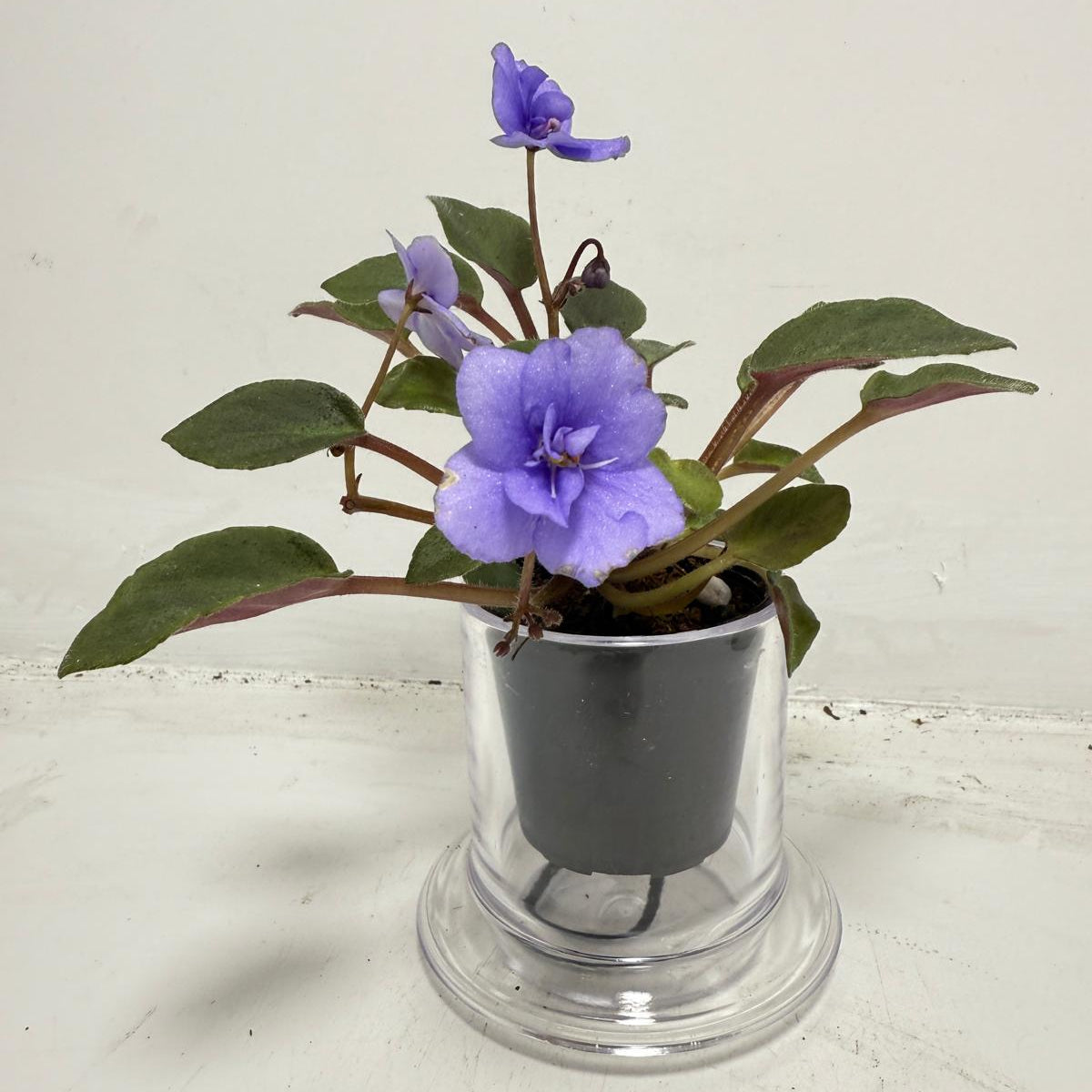 Miniature African Violet ‘Everdiana’ | 50mm