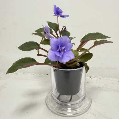 Miniature African Violet ‘Everdiana’ | 50mm