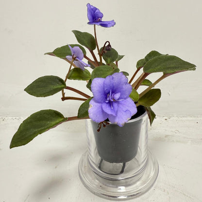 Miniature African Violet ‘Everdiana’ | 50mm