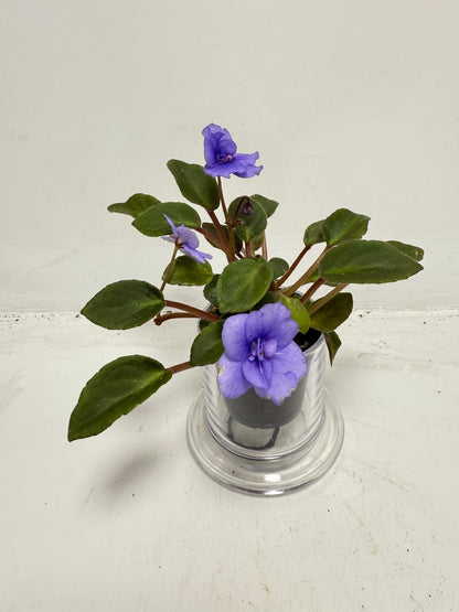 Miniature African Violet ‘Everdiana’ | 50mm
