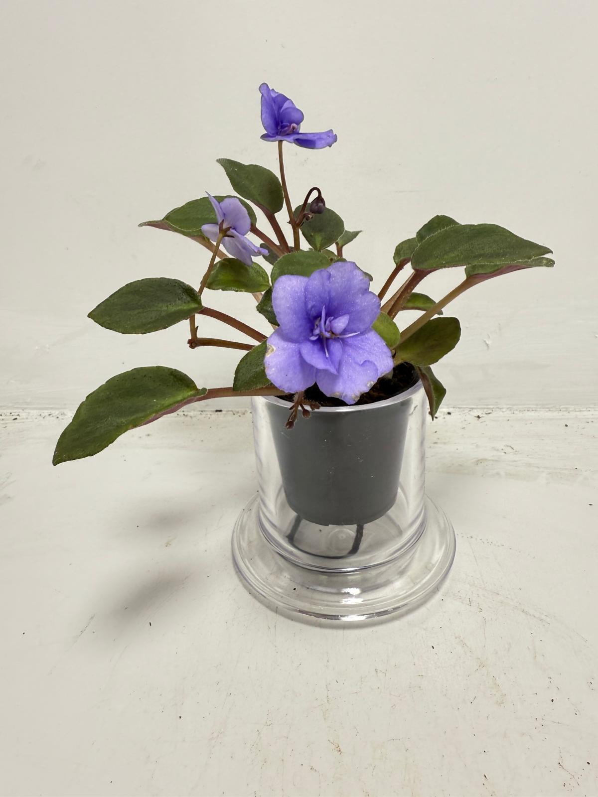 Miniature African Violet ‘Everdiana’ | 50mm