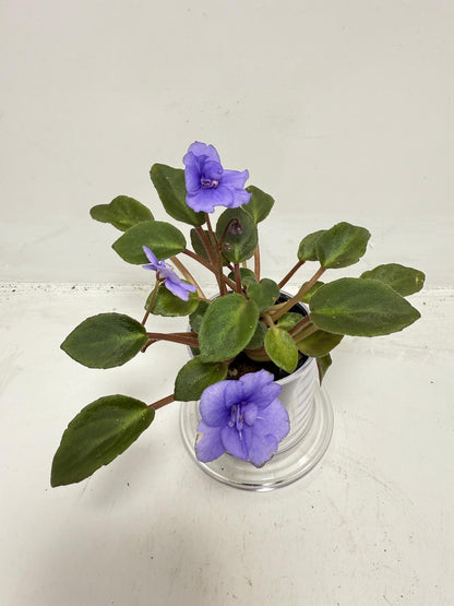 Miniature African Violet ‘Everdiana’ | 50mm