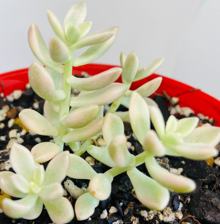 Graptopetalum Mendozae 'Mirinae' Variegata